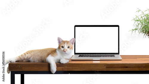 cat sitting with blank laptop on wooden table isolated on white