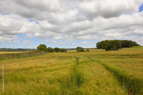 ripening barley fields