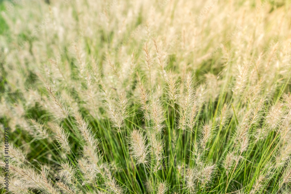 Yellow grass field Yellow grass field