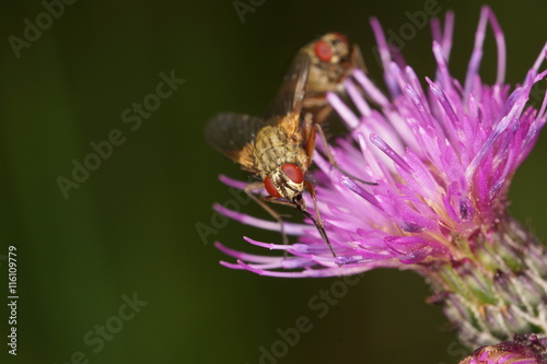 Fliegen auf Distelblüte