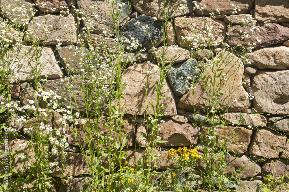 Flowers and plants on stone wall background Flowers and plants on stone wall background