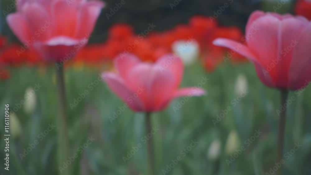 Field of red tulips. Shot in motion Field of red tulips. Shot in motion