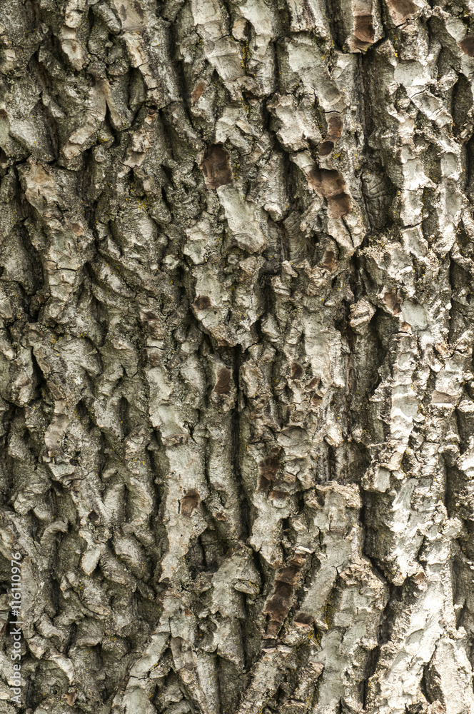 Old tree cracked bark surface closeup as background Old tree cracked bark surface closeup as background
