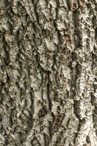 Fototapeta Naklejka Na Ścianę i Meble -  Old tree cracked bark surface closeup as background