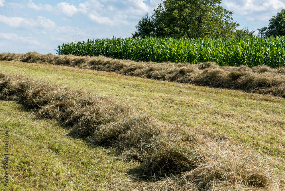 Obraz premium Heuernte