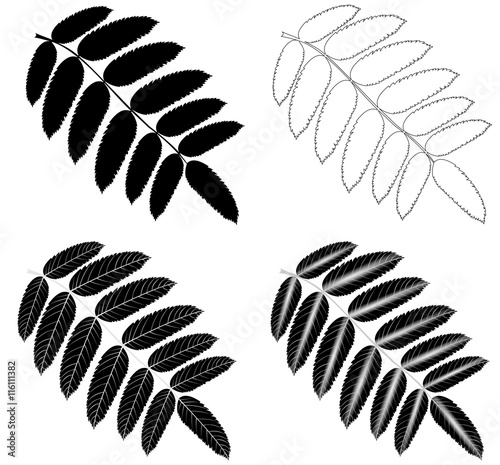 Rowan,(Sorbus aucuparia),
