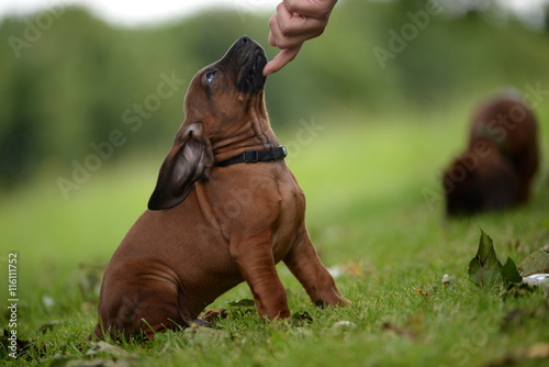 Fototapeta Naklejka Na Ścianę i Meble -  Streicheleinheiten, brauner Jagdhundwelpe wird am Kinn gekrault