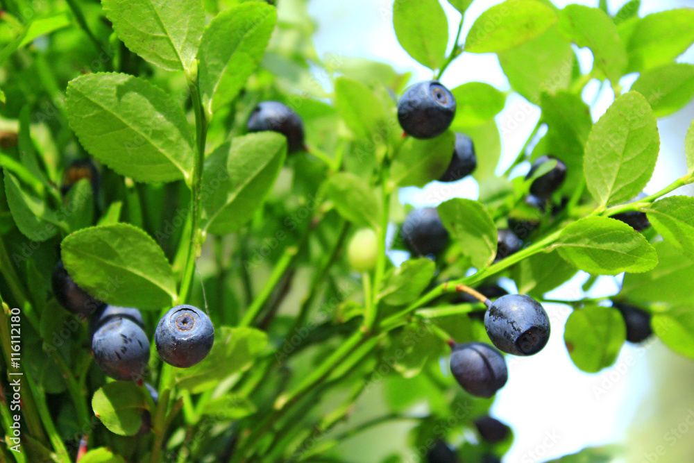 bilberry on the bush in the forest bilberry on the bush in the forest
