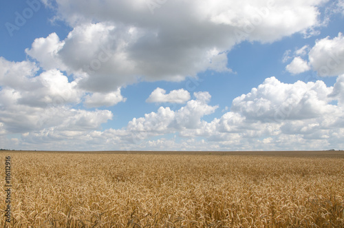 Summer Landscape with Wheat Field and Clouds.