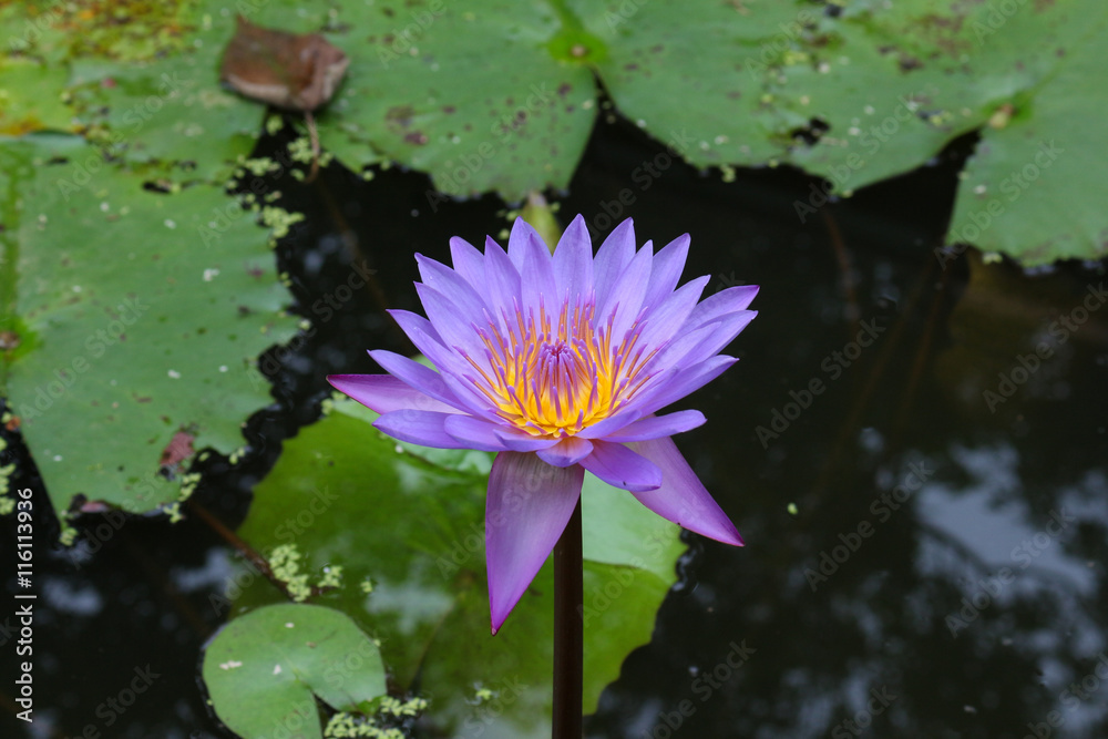 Lotus Lotus