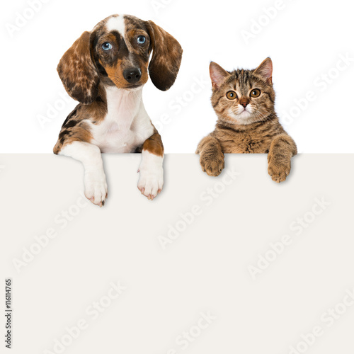 Hund und Katze © DoraZett