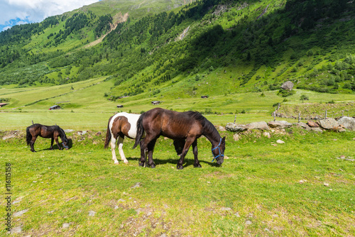 Pferde auf der Almweide im Stubaital © driendl