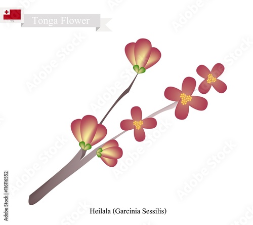 Heilala Flowers, The Popular Flower of Tonga photo