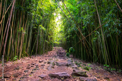 Landscape view of bamboo forest and rugged path  Maui