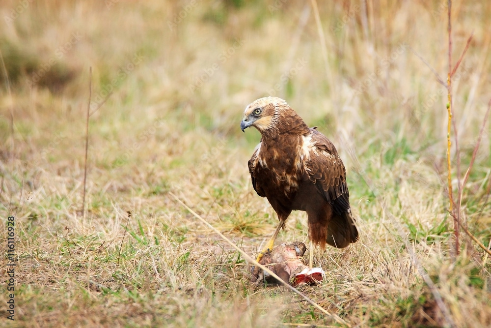 Fototapeta premium marsh harrier sitting in grass