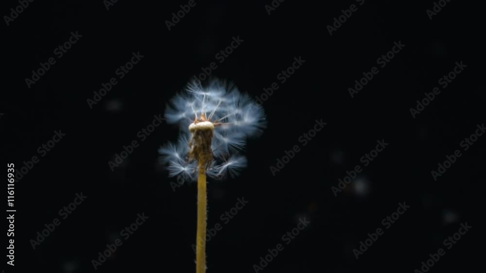 Blow to the dandelion seeds and scatter around on black background. Slow motion, high speed camera, 250fps