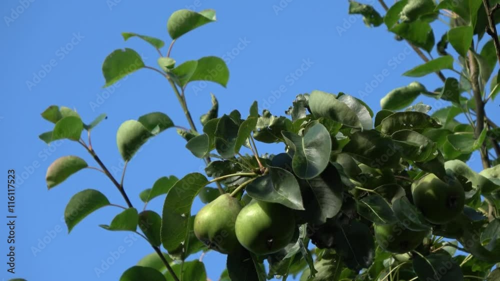 Footage of green unripe pears hanging in pear tree also showing the ...