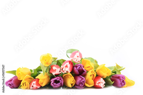 colorful tulips isolated on a white background