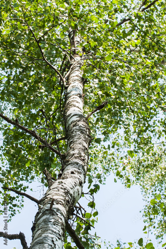 Fototapeta premium Trunk wood of white birch with branches and leaves