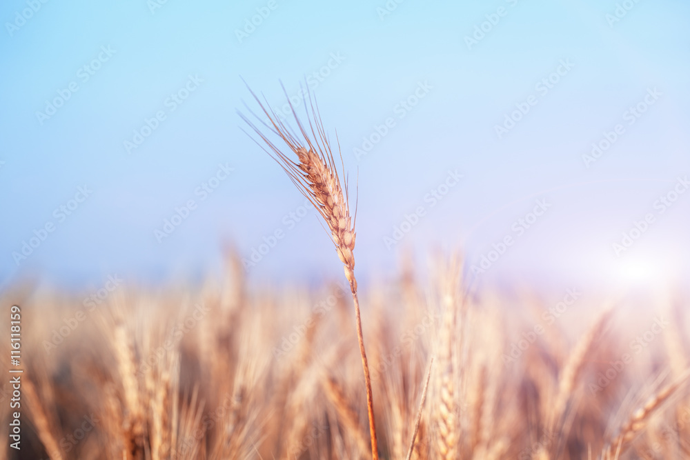 Field dawn sky wheat Field dawn sky wheat