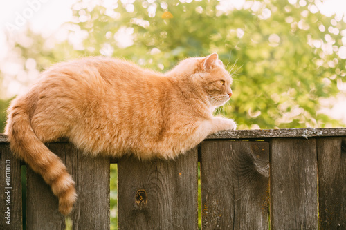 Funny Fat Red Cat Sitting On Fence In Summer Sunny Day photo