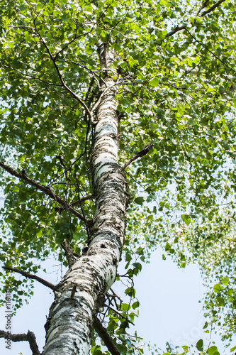 Trunk wood of white birch with branches and leaves