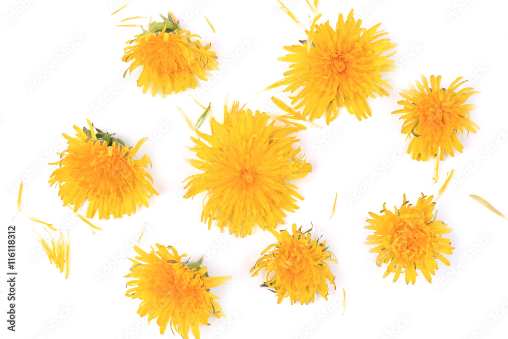 dandelion top view isolated on white background with flat style dandelion top view isolated on white background with flat style