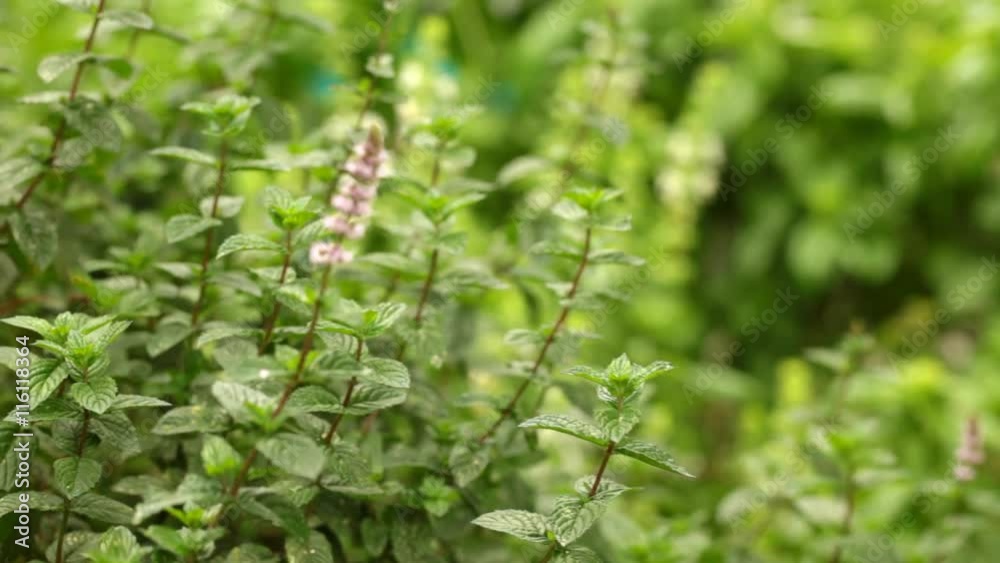 Fresh mint plants with flowers waving at wind, steadicam closeup Fresh mint plants with flowers waving at wind, steadicam closeup