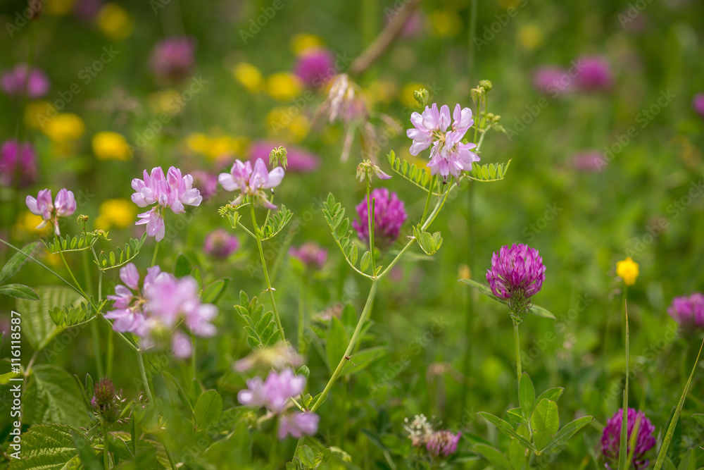 fleurs des champs roses et violettes Stock Photo | Adobe Stock