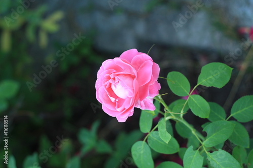 Wallpaper Mural роза Torontodigital.ca