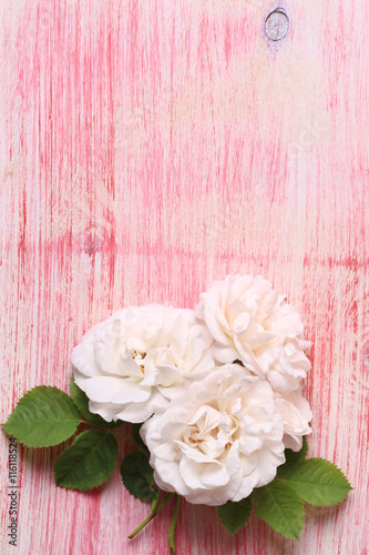 Fototapeta Naklejka Na Ścianę i Meble -  white roses on pink wooden background booklet for advertising place for text