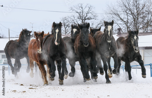 Fototapeta Naklejka Na Ścianę i Meble -  走る馬の集団