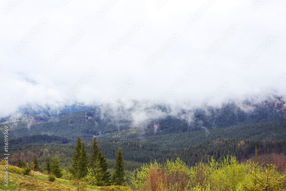 Summer forest on mountain slopes