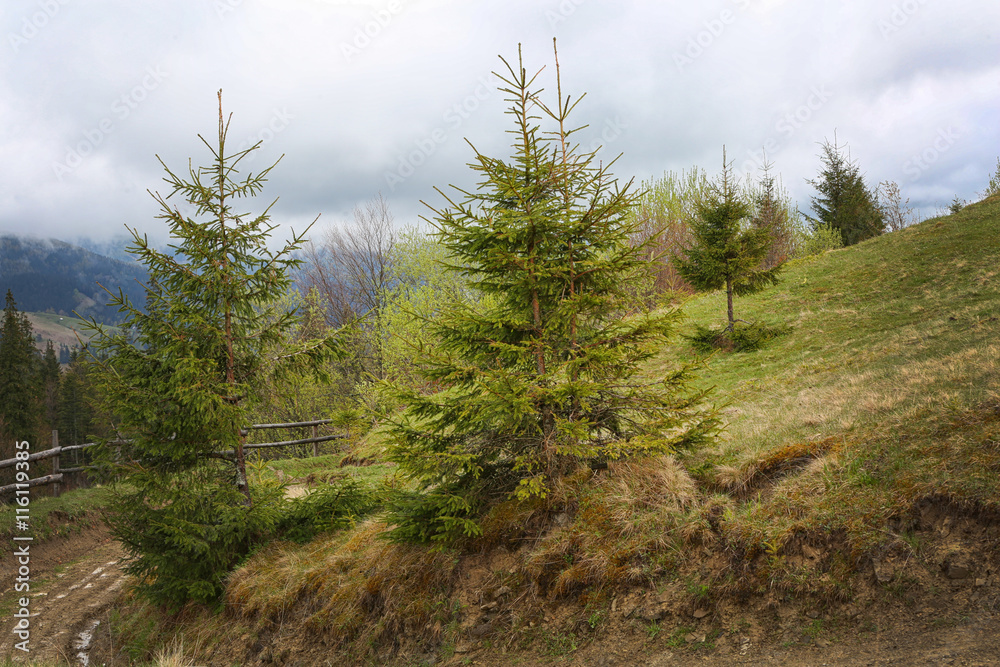 Summer forest on mountain slopes