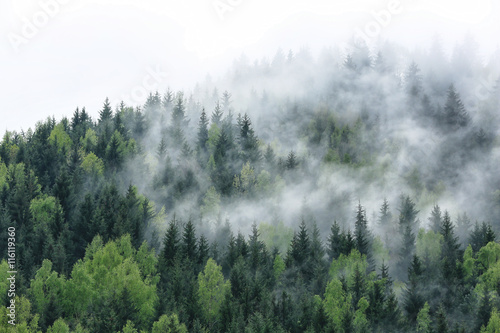 Obraz na płótnie las wzgórze świt spokojny