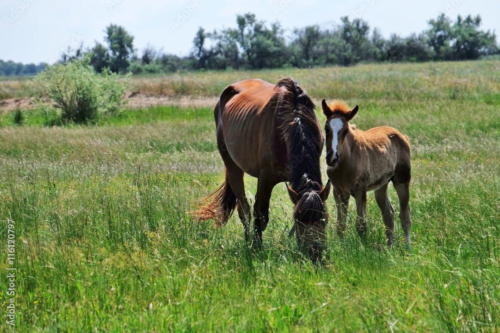 Little foal and mare grazing in field