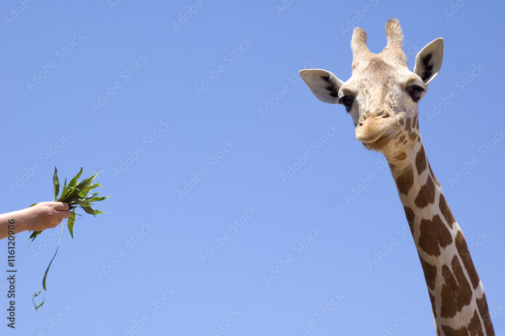 Fototapeta premium Giraffe eating from hand