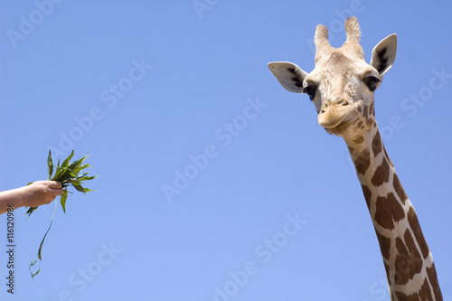 Giraffe eating from hand photo