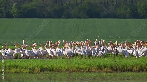 Large flock or White pelicans in shallow lake during migration photo