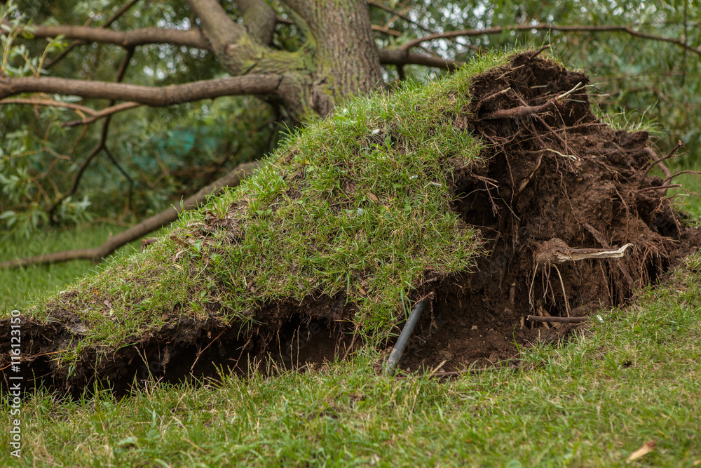 a fallen tree after hurricane a fallen tree after hurricane