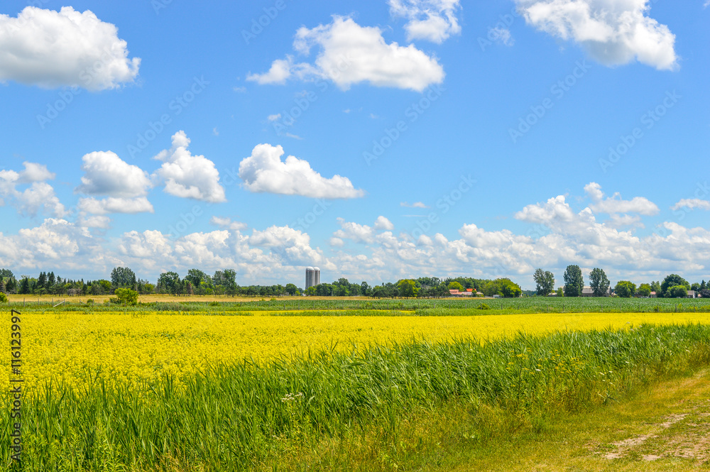 Yellow rapeseed flowers on field with blue sky, clouds and forest, Quebec, Canada