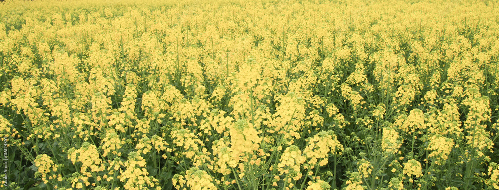 Obraz premium rape field in chengdu,china