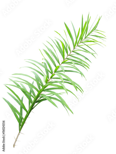 Rattan palm leaves isolated on white background