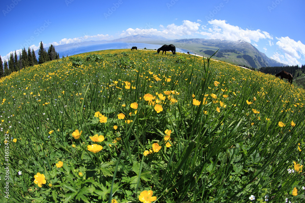 horse eating grass on beautiful mountain grass land