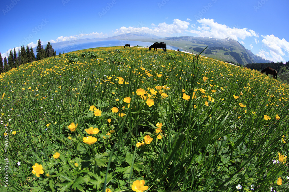 Fototapeta premium horse eating grass on beautiful mountain grass land