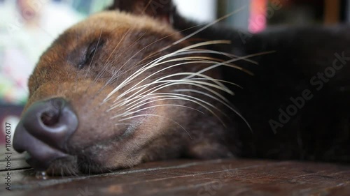 Famous Balinese Luwak Sleeping. Kopi Luwak from Civet Excrement photo