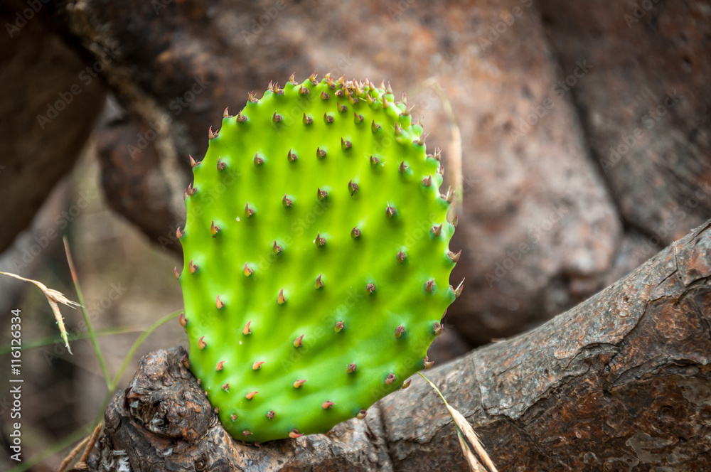 Young, edible, cactus leaf (Opuntia ficus-indica) Young, edible, cactus leaf (Opuntia ficus-indica)