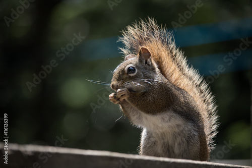 closeup of a red squirrel dark green background photo