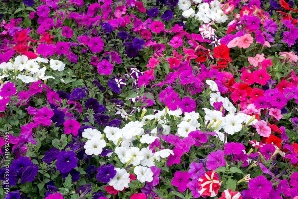 Naklejka premium colorful flowers