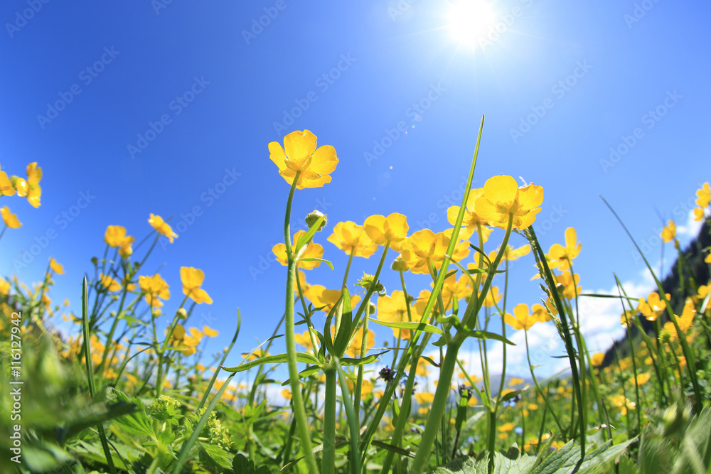 beautiful globeflowers and green grass under blue sky